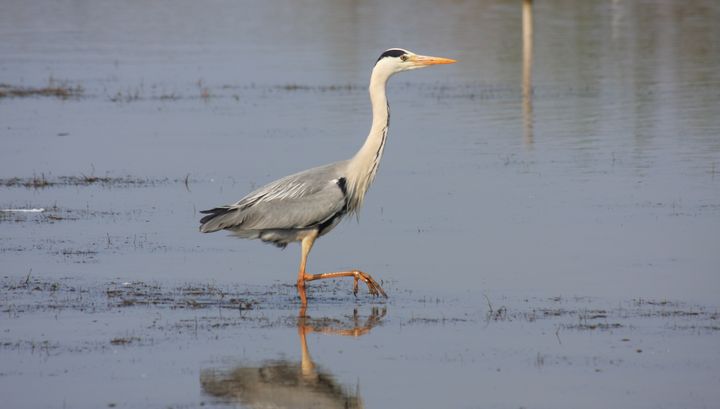 Héron cendré ©V. Lopes - LPO Occitanie